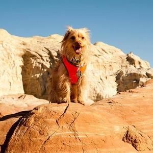 Meet your Posher, Joni